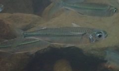 Atherinomorus vaigiensis