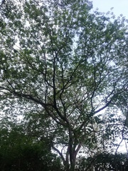 Pterocarpus acapulcensis