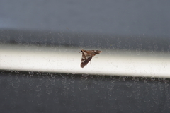 Agrioglypta itysalis