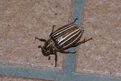 Polyphylla schoenfeldti