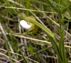 Cypripedium candidum