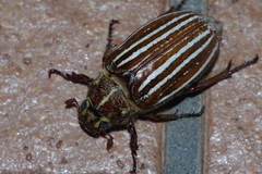 Polyphylla schoenfeldti