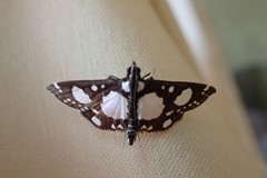 Glyphodes conjunctalis