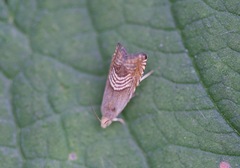 Grapholita delineana