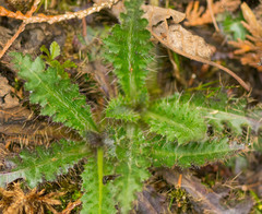 Cirsium palustre