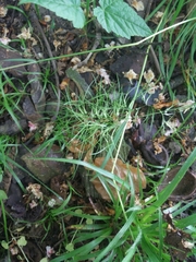 Poa bulbosa vivipara