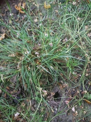 Poa bulbosa vivipara