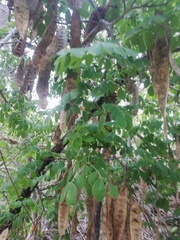 Pseudosamanea guachapele