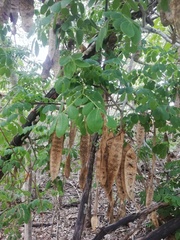 Pseudosamanea guachapele