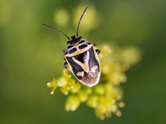 Eurydema gebleri