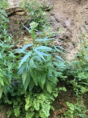 Palmerella debilis serrata