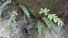 Adiantum malesianum