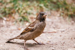 Passer domesticus