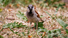 Passer domesticus