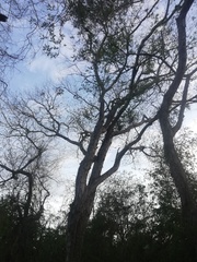 Pterocarpus acapulcensis