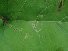 Phytomyza lappae