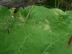 Phytomyza lappae