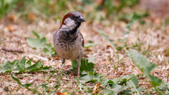 Passer domesticus