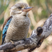 Blue-winged Kookaburra - Photo (c) Teale Britstra, some rights reserved (CC BY-NC-ND), uploaded by Teale Britstra