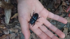 Serrognathus titanus