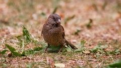 Passer domesticus