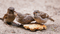 Passer domesticus