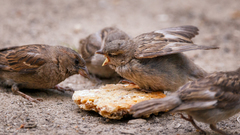 Passer domesticus