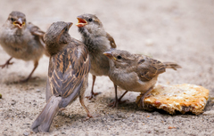 Passer domesticus