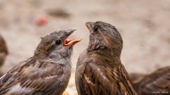 Passer domesticus