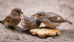 Passer domesticus