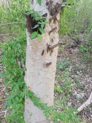 Maclura tinctoria