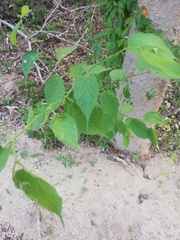 Maclura tinctoria