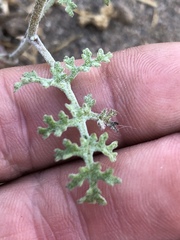 Chaenactis artemisiifolia