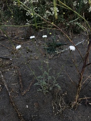 Chaenactis artemisiifolia