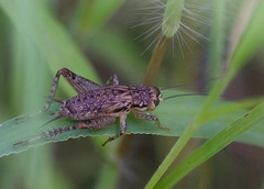 Loxoblemmus