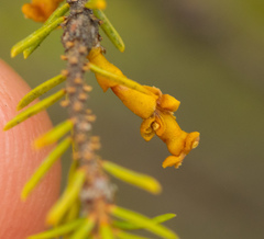 Arceuthobium pusillum