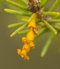 Arceuthobium pusillum