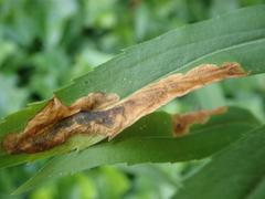 Nemorimyza posticata