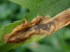 Nemorimyza posticata