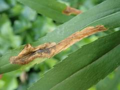 Nemorimyza posticata