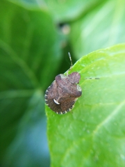 Dyroderes umbraculatus