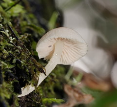 Entoloma albidosimulans
