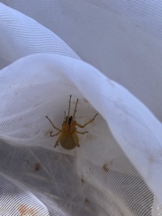 Cheiracanthium lascivum