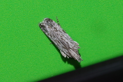 Tornodoxa tholochorda