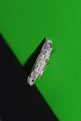 Tornodoxa tholochorda