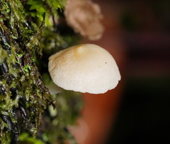 Entoloma albidosimulans