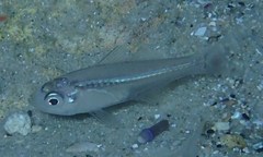 Ambassis jacksoniensis