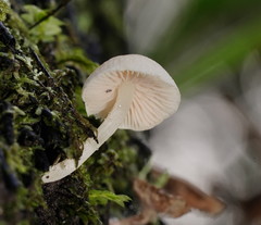 Entoloma albidosimulans