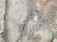 Hersilia albomaculata