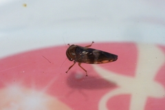Drabescus